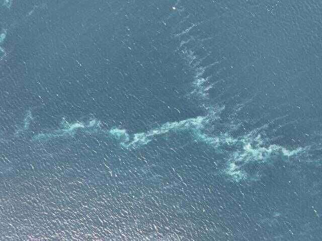 İstanbul Boğazı'nda deniz anası istilası