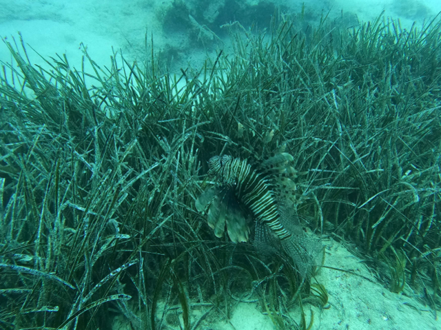 Mavi Nefes: Saros ve Göcek'te Deniz Çayırları ve Mercan Koruma Çalışmaları Devam Ediyor
