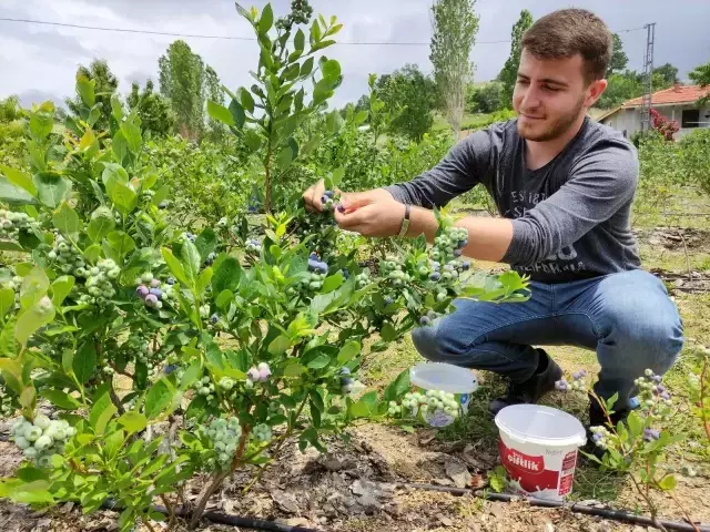 3 yıl önce 5 dönüm arazisine nadir bulunan bu meyveyi ekti, bu yıl 250 bin lira kazanacak