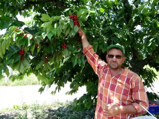 Tarlada 5, markette 20 lira! Kiraz üreticileri isyanda