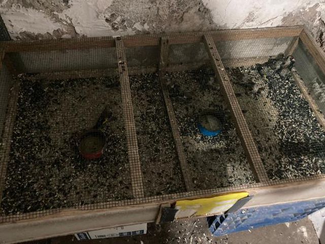 Beslenmesi yasak olan saka kuşlarını satan Suriyeli'ye 120 bin TL ceza kesildi