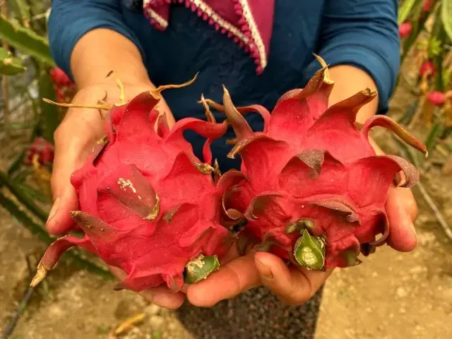 Girişimci ev hanımı iki yılda ürettiği ejder meyvesi ile yurt dışına açıldı