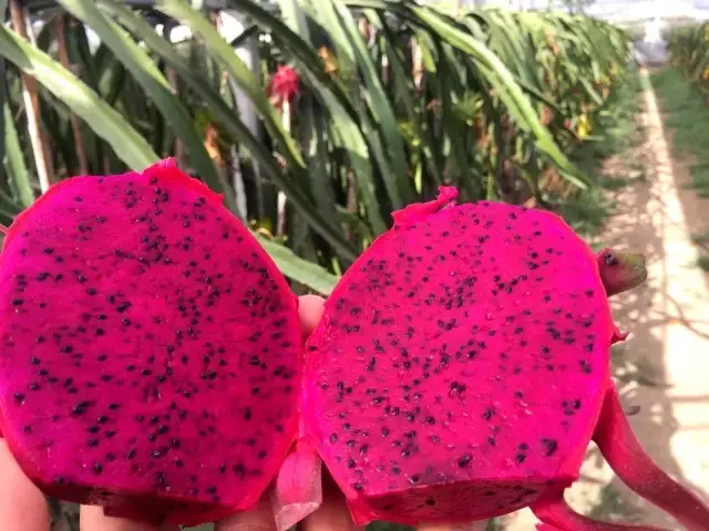 Bankadan kredi çekip ejder meyvesi yetiştirmeye başladılar, şimdi dalında tanesini 35 liradan satıyorlar