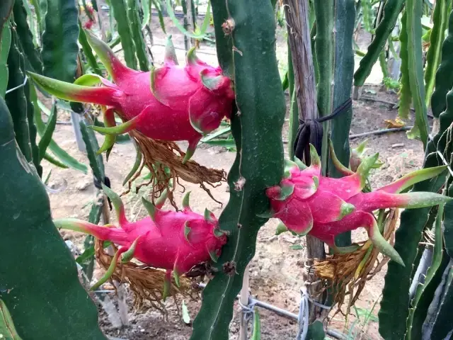 Bankadan kredi çekip ejder meyvesi yetiştirmeye başladılar, şimdi dalında tanesini 35 liradan satıyorlar