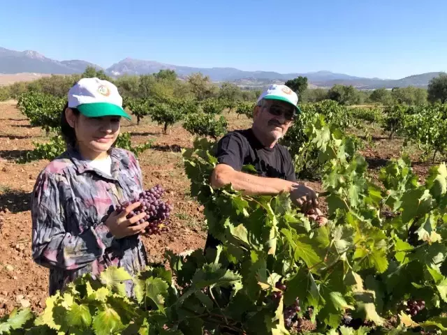 Burdur'da 200 yıldır geçim kaynağı olan pekmezin yapımı başladı: Kilosu 40 TL