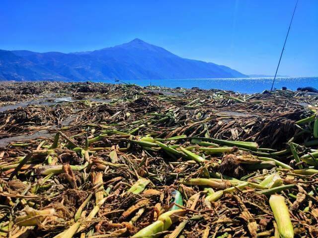 Petrol atıklarının ardından Samandağ sahilde yeni kriz! Asi'den gelen su canavarları her yeri kaplamış