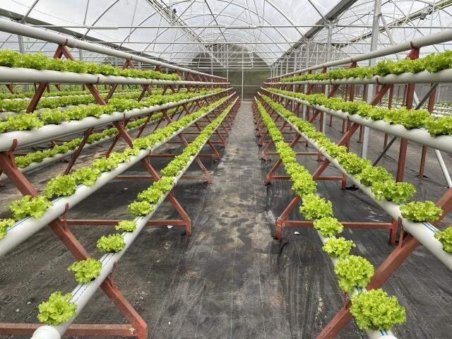 Türkiye'de bir ilk: Beykoz'da balık gübresi ile topraksız tarım