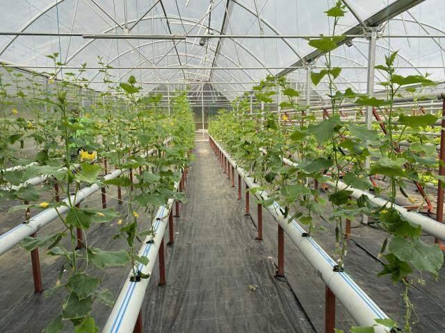 Türkiye'de bir ilk: Beykoz'da balık gübresi ile topraksız tarım