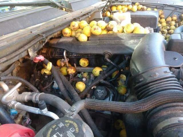 Tatilden döndükten sonra evinin önüne bıraktığı araçtaki kilolarca cevizi gören adam büyük şaşkınlık yaşadı