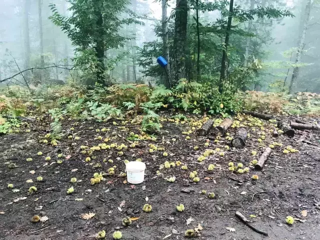 Kazdağları kestanesi köylülerin gelir kapısı oldu