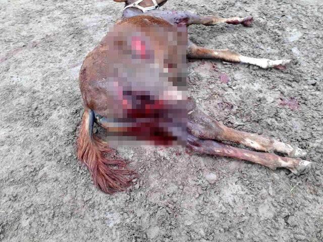 Yüzbinlerce liralık değerli atlar tehlike altında