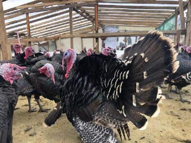 Rüyada hindi görmek ne anlama gelir? Rüyada hindi eti görmek, Rüyada hindi yavrusu görmek, Rüyada hindi yumurtası görmek ne demek?