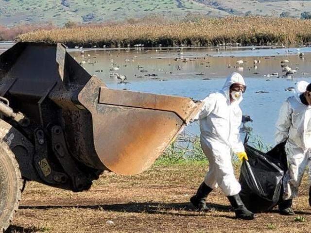 İsrail'de kuş gribi salgınında 5000 göçmen turna öldü! Uzmanlardan 'Ölü kuşlara dokunmayın' uyarısı