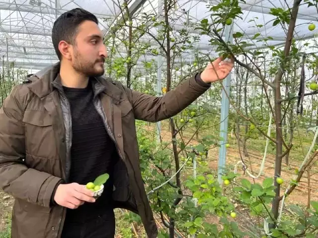 Türkiye'nin en erken erik hasadını yaptılar! Kilosunu 2 bin liradan Arap şeyhlerine satıyorlar