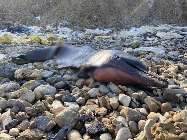 İstanbul'da korkutan görüntü! 24 ölü yunus balığı kıyıya vurdu