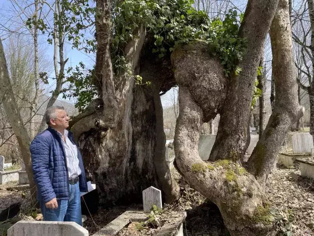 Üzerinde 'Allah' lafzı bulunan 350 yaşındaki çınar ağacı koruma altına alındı