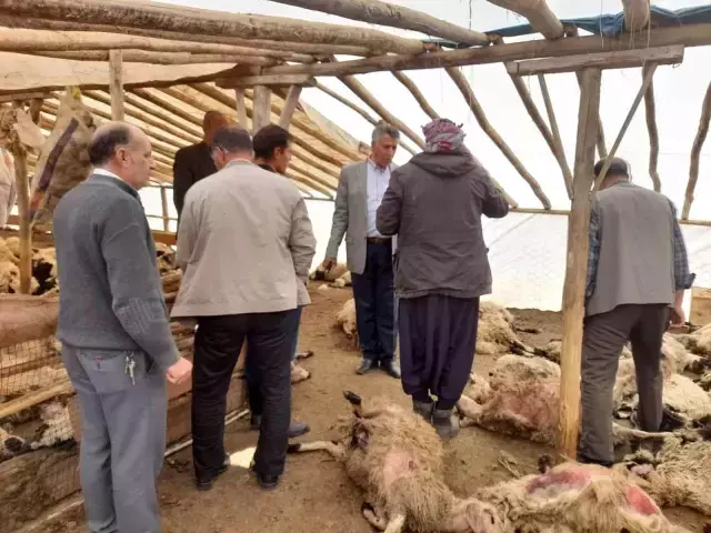 Ağıla giren kurt sürüsü 200 küçükbaş hayvanı telef etti