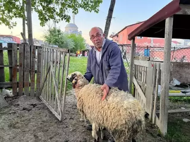 Bu kez kurtlar değil! Sokak köpekleri evin bahçesinde otlayan koyunların arasına daldı, yakaladıklarını parçaladı