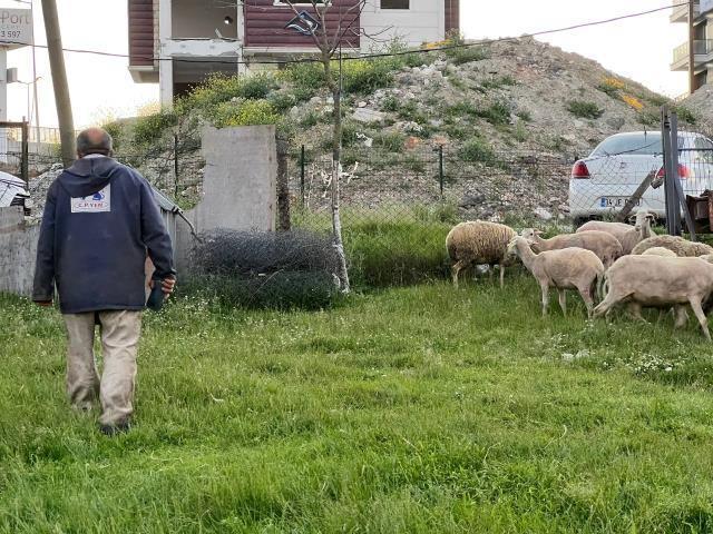 Bu kez kurtlar değil! Sokak köpekleri evin bahçesinde otlayan koyunların arasına daldı, yakaladıklarını parçaladı