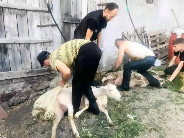 Bir günde 100 koyun kırkıyorlar! Günlük kazançları 2 bin lira