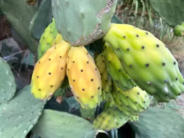 Doğada kendiliğinden yetişiyor, kilosu 60 TL'yi buluyor