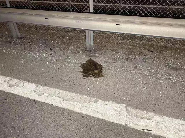 TEM'de feci kaza! Metrelerce sürüklenen yayanın uzuvları koptu