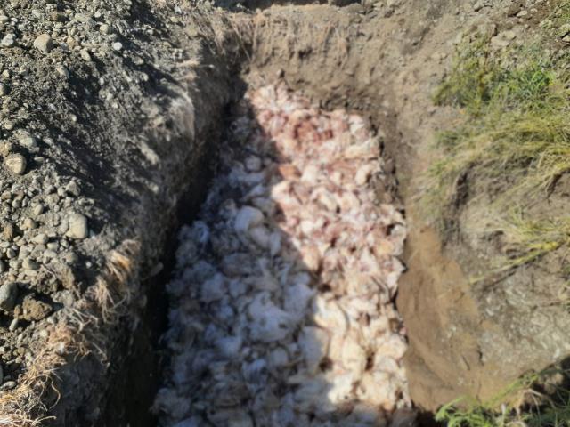 Çiftlikteki 2 bin 450 tavuk öldü