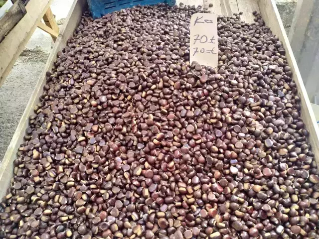 Ormanlık alandan toplanan kestaneler vatandaşın geçim kaynağı oldu! Kilosu 70 TL'ye satılıyor