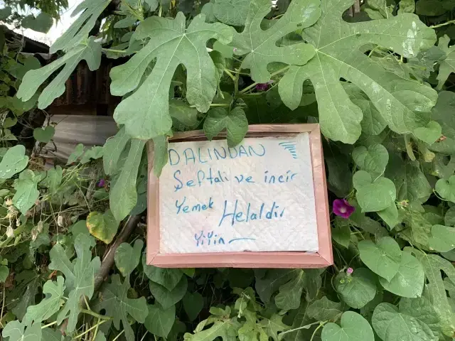 Bahçe sahibinin bir ağacına asıp bıraktığı not, yoldan geçerken gören herkesi duygulandırıyor