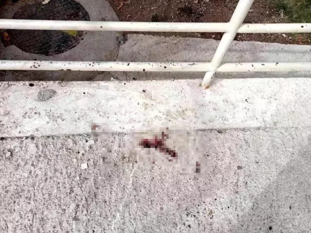 7. kattan atlayarak intihar etti