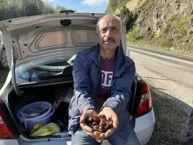 Görüntü Türkiye'den kilosu 70 lira olan ürünü toplamak için onlarca araç kuyruğa girdi