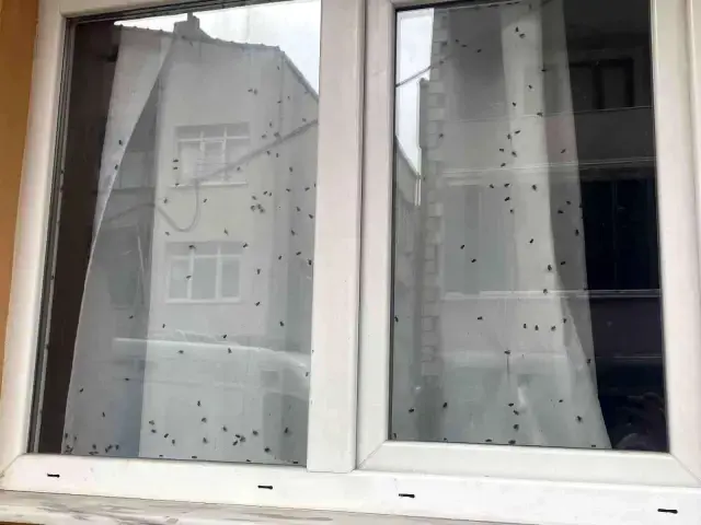 İstanbul'da ekipleri alarma geçiren 'sinekli ev'! İçine girilince ilginç gerçek ortaya çıktı