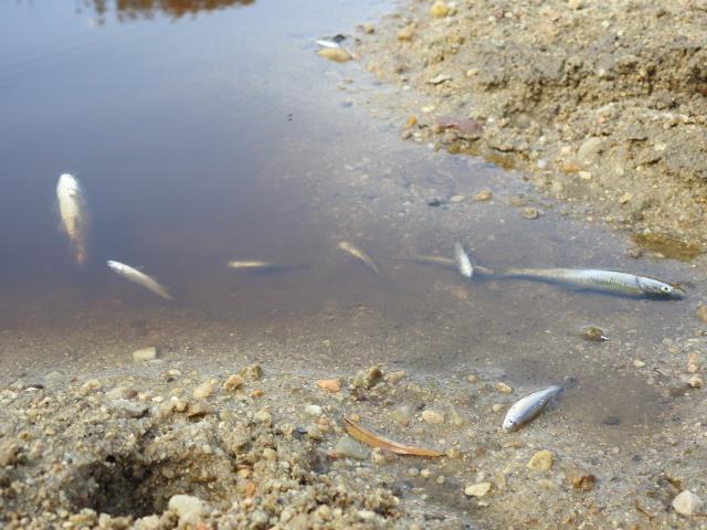 Derenin rengi mahalleliyi panikletti! Muhtarın ihbarıyla ekipler inceleme başlattı