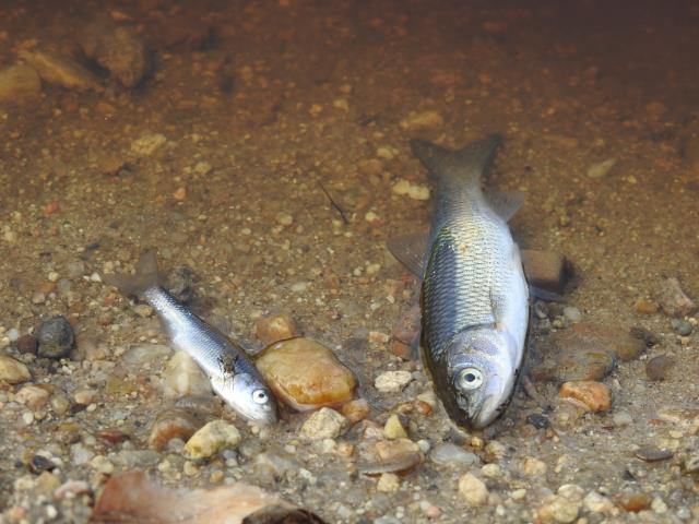 Derenin rengi mahalleliyi panikletti! Muhtarın ihbarıyla ekipler inceleme başlattı