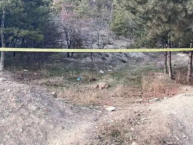 Tüfekle vurulmuş 4 köpek ölüsü bulundu