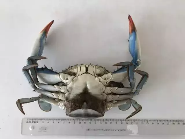 NADİR GÖRÜLEN MAVİ YENGEÇ, KARADENİZ'DE ÜREMEYE BAŞLADI