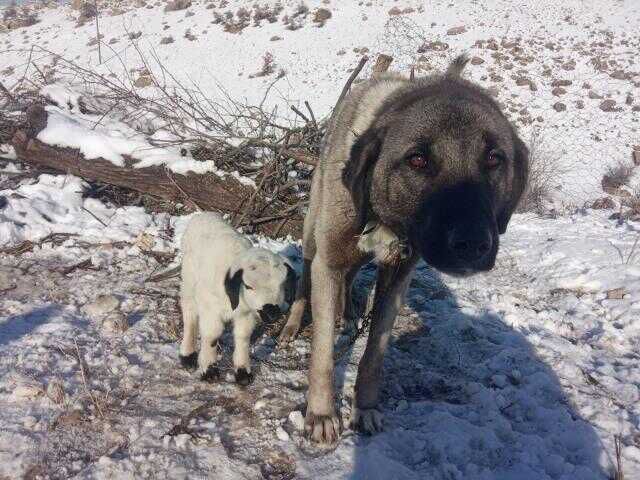 Kangal köpeği, annesinin sahiplenmediği kuzunun süt annesi oldu