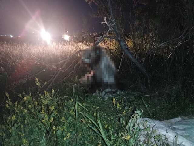 Ankara'da 17 köpek ağaca asılmış halde bulundu