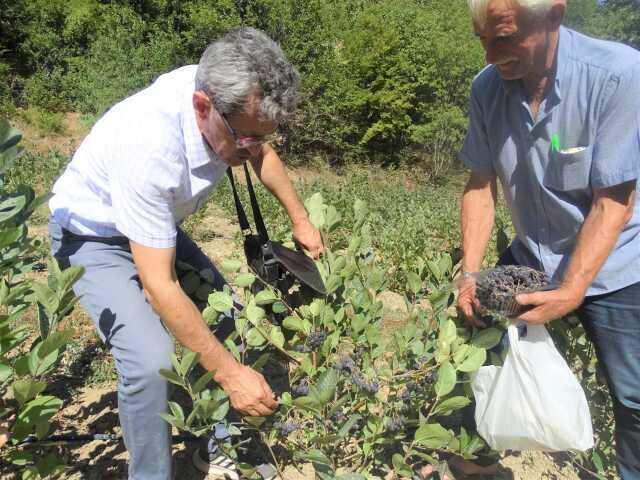 Kanser hücrelerini azaltan süper meyve 'aranyo' hasadı başladı