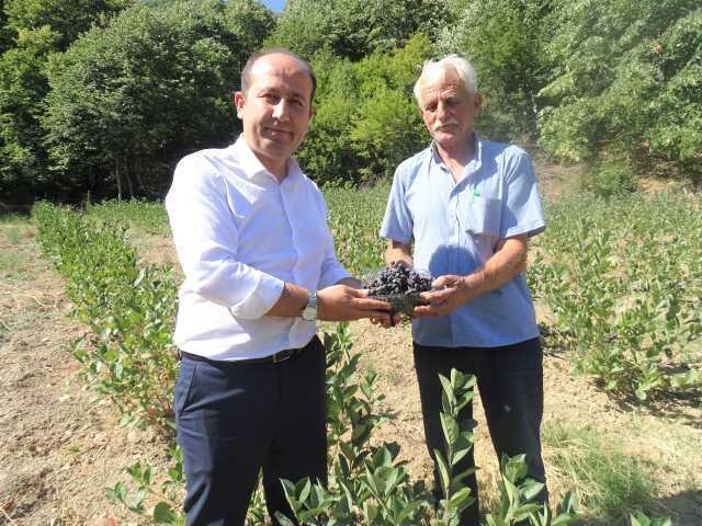 Kanser hücrelerini azaltan süper meyve 'aranyo' hasadı başladı