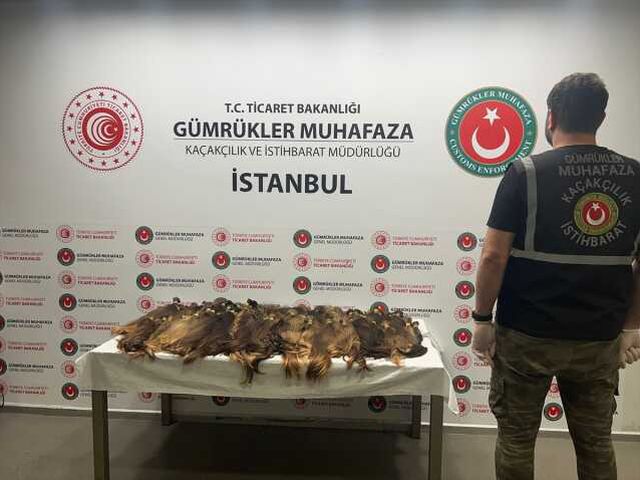 İstanbul ve Sabiha Gökçen havalimanlarında piyasa değeri 1 milyon TL'den fazla olan insan saçı ele geçirildi