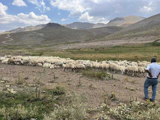 Malatya'da hayvan yetiştiricileri dertli: 20-25 bin TL maaşla çalışacak çoban bulamıyoruz