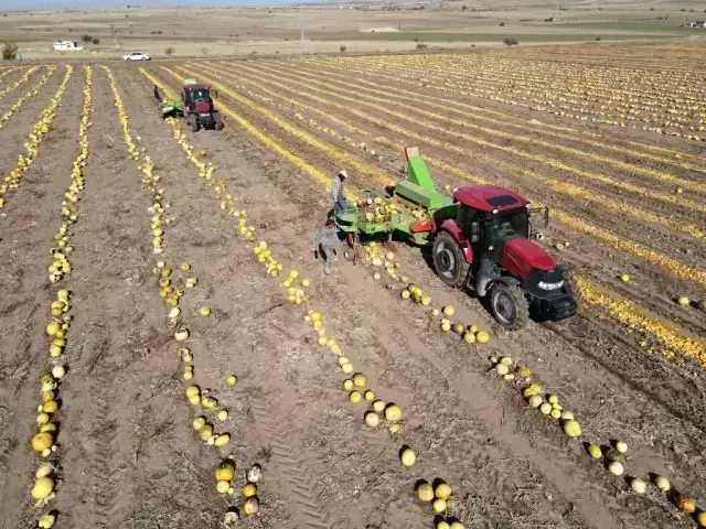 Sarı altında hasat başladı! Tarlada kilosu 130 TL