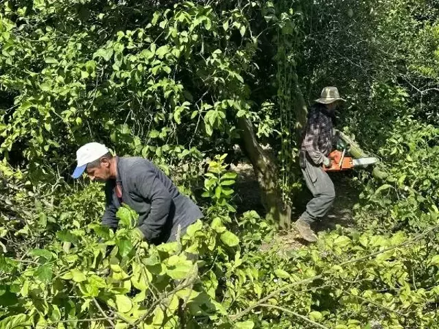 Masrafını bile karşılayamıyorlar! Narenciye üreticileri ağaçlarını kesmeye başladı