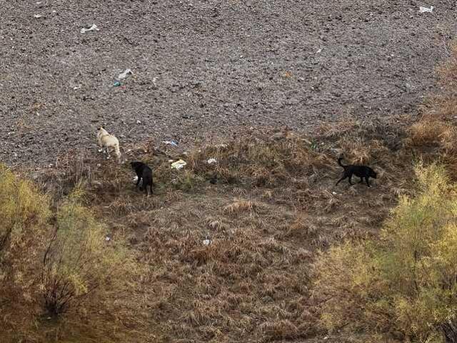 Sokak köpeklerini değil, parçaladıkları Tunahan'da kabahat buldu: Köpekler dışında herkes suçlu