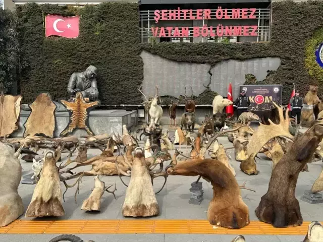 Dondurulmuş hayvan müzesine operasyon: Timsah, aslan, çita, bizon tahnitlerine el konuldu