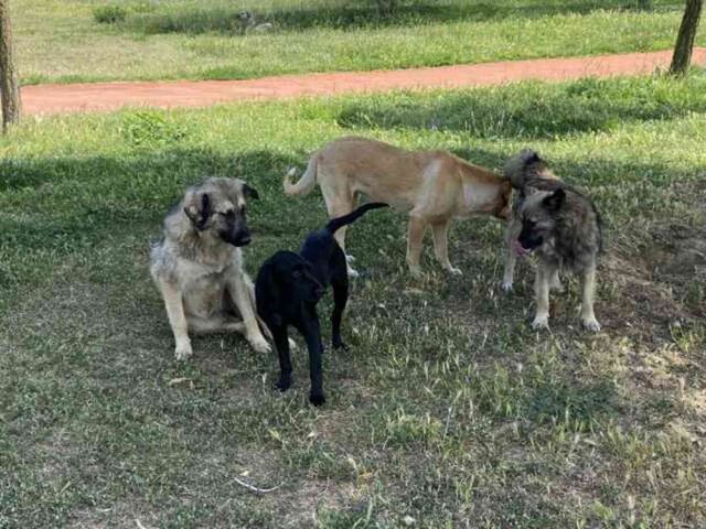 Sokak ortasında 10 köpeğin saldırısına uğradı: O anlar kamerada