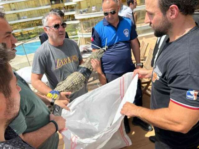 Rezidansta timsah besledi, yetmedi bir de tasma takıp sokaklarda gezdirdi