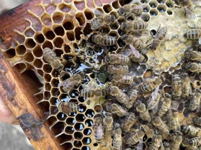 Kovanından yeşil bal çıktı! İşin sırrı araştırmalarla ortaya çıkacak