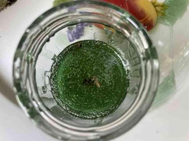 Kovanından yeşil bal çıktı! İşin sırrı araştırmalarla ortaya çıkacak